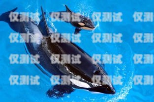 探索虎鯨外呼系統(tǒng)，提升客戶(hù)溝通的創(chuàng)新解決方案虎鯨怎么呼叫不出來(lái)