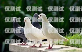 飛鴿外呼系統好不好用呀？飛鴿外呼系統好不好用呀